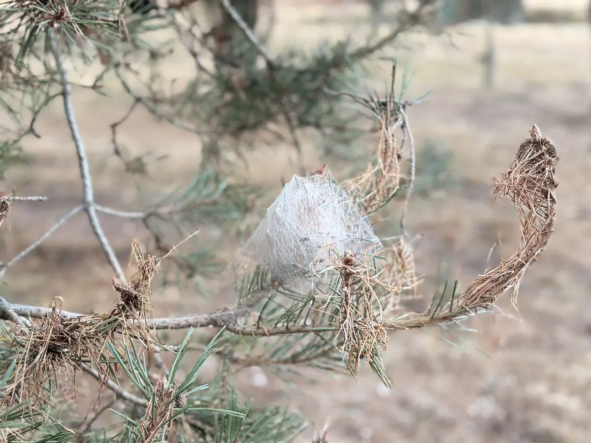 Gros plan d'un pré-nid de chenilles processionnaires