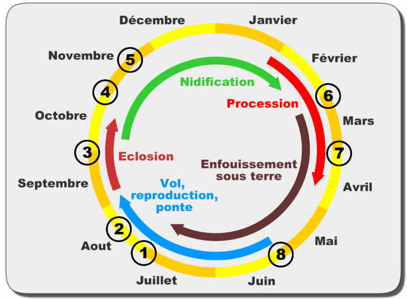 Cycle Chenilles Processionnaires du Pin
