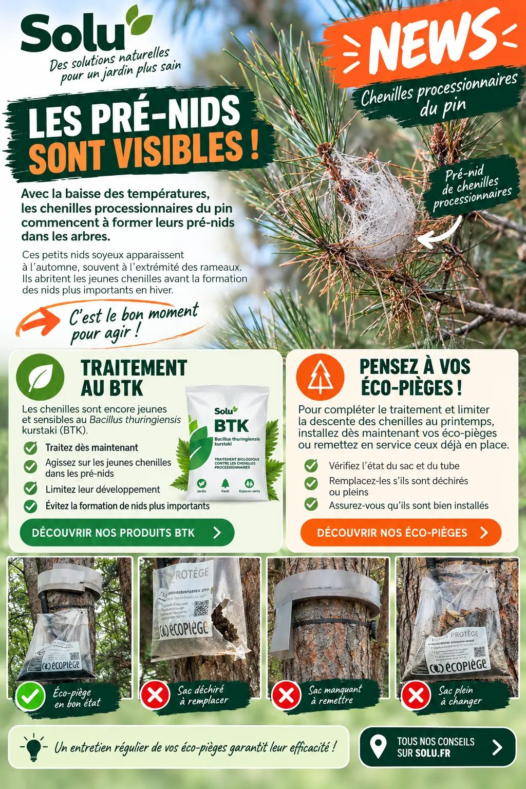 Chenilles processionnaires : pré-nids, traitement BTK et éco-pièges