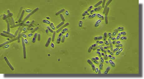 Bacillus thuringiensis