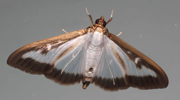Papillon de la pyrale du buis