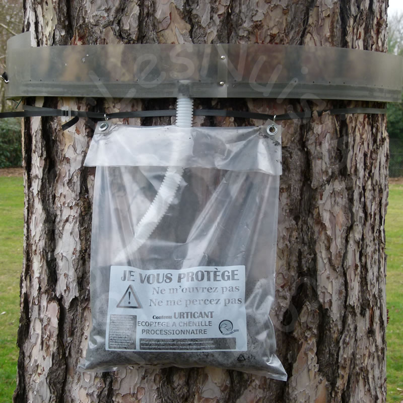 Écopiège transparent ressort- collier à chenille processionnaire du pin
