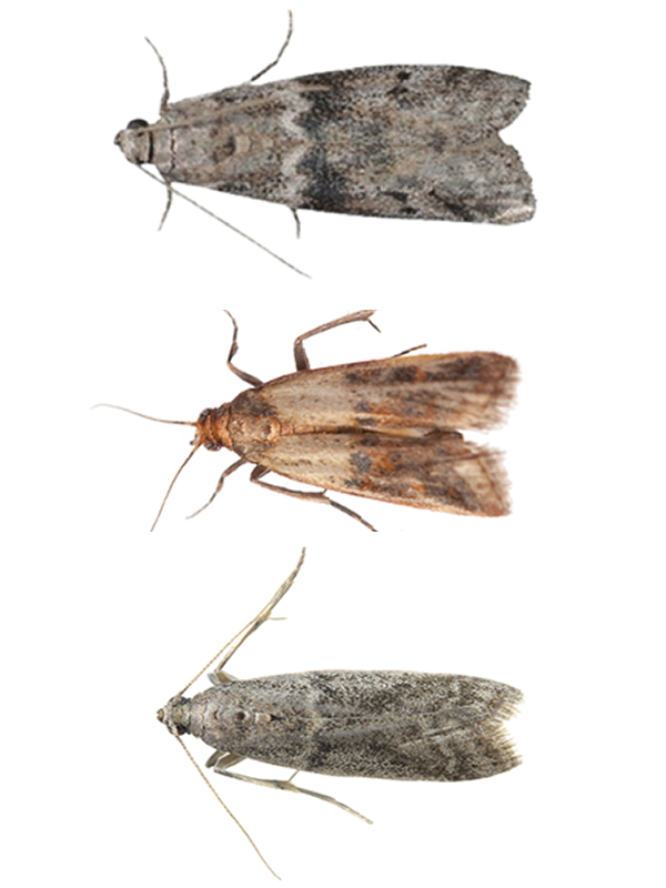 photos différentes mite alimentaire