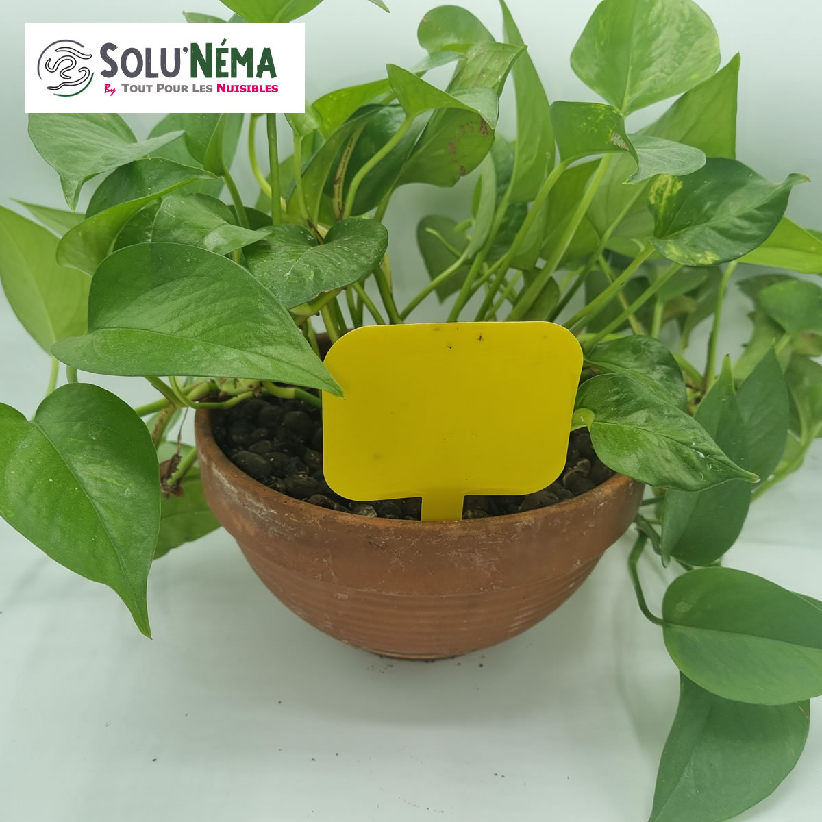 Piège collant avec mouche du terreau dans un pot