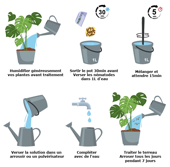 Schéma notice Nématodes SF Mouches du terreau