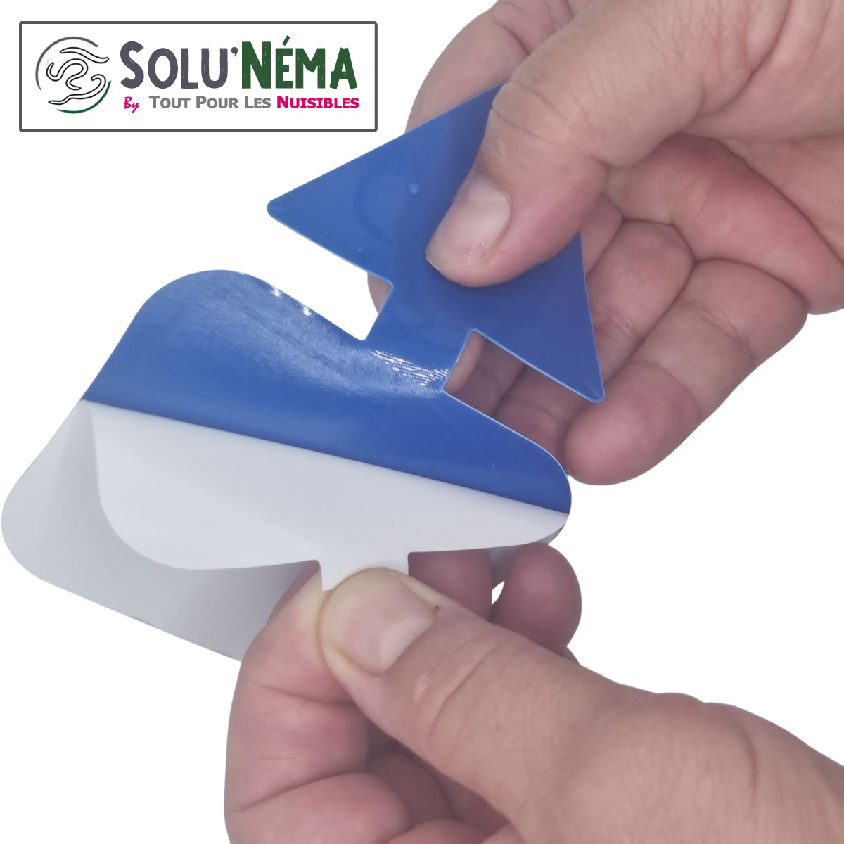 Piège collant bleu installation