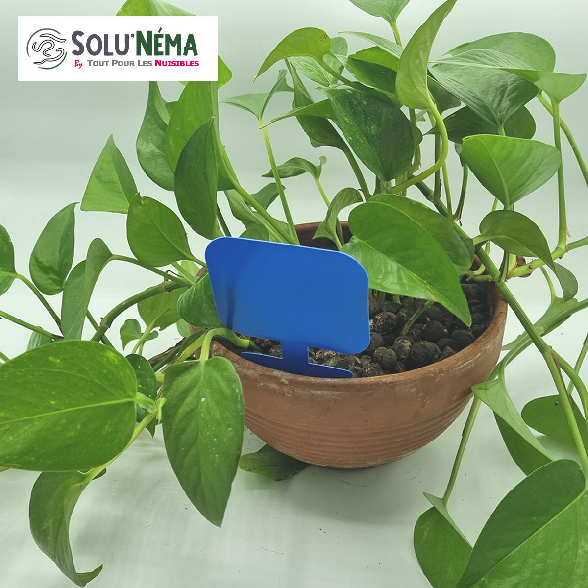 Piège collant avec thrips dans un pot