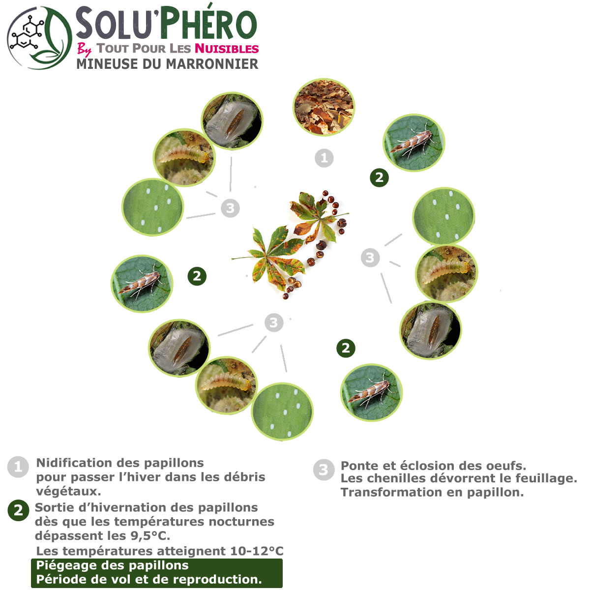 Cycle biologique Mineuse du marronnier