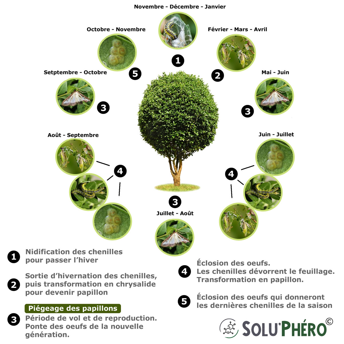 Cycle biologique de la pyrale du buis