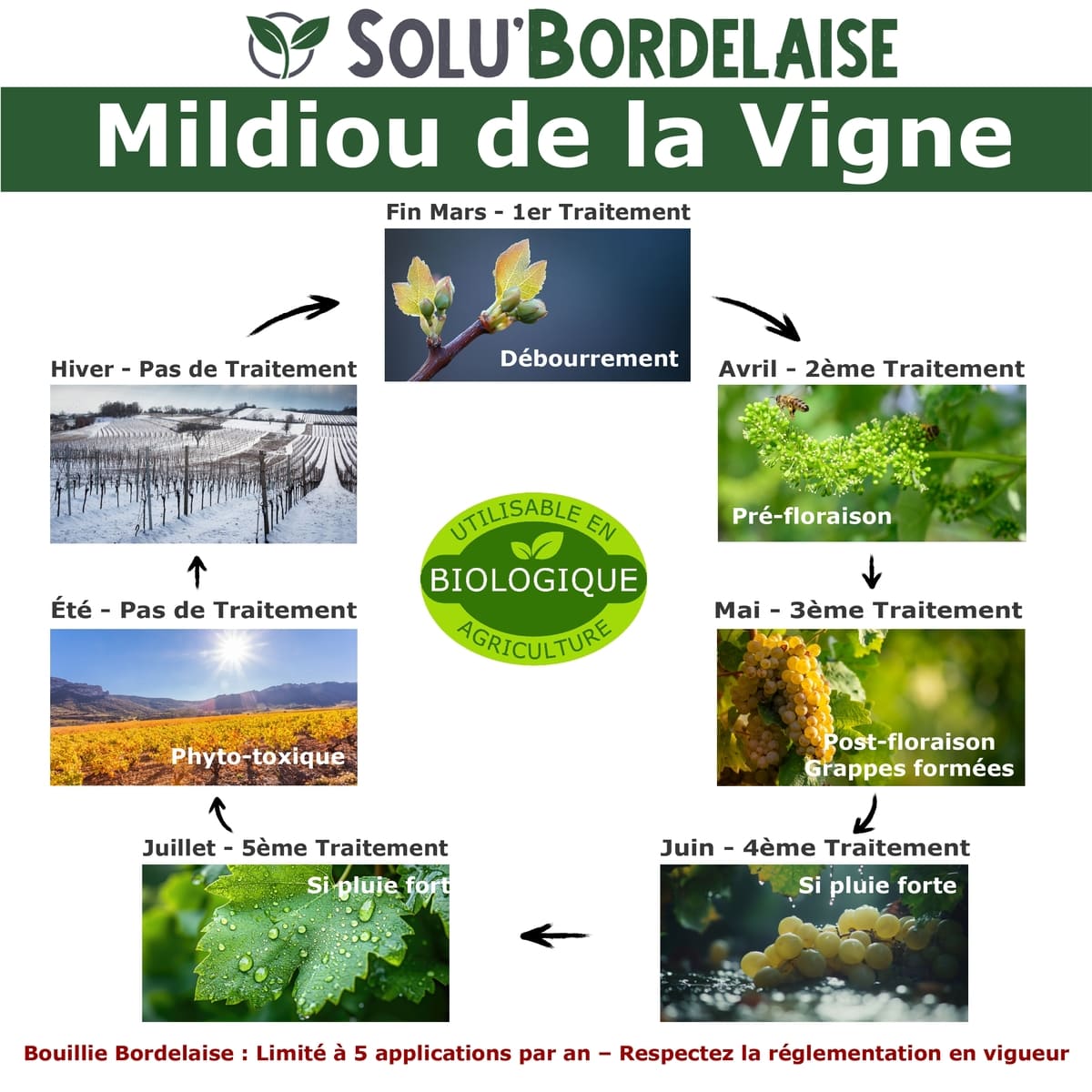 Cycle Mildiou de la Vigne