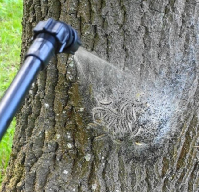 Traitement neutraliseur contre les chenilles processionnaires du chêne, Solu'chêne