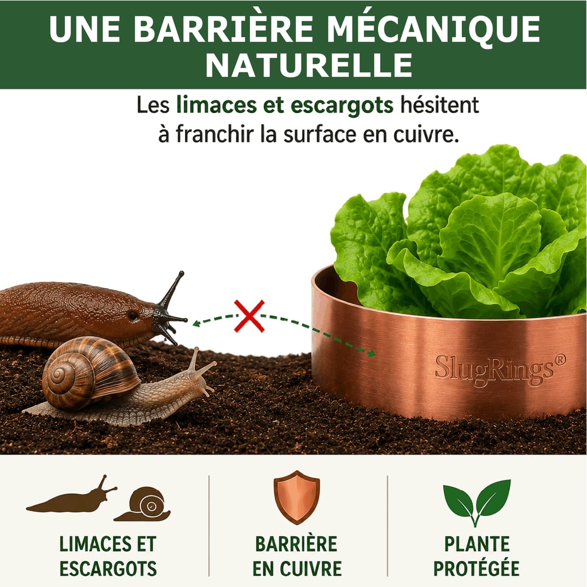 Anneau de Cuivre Anti-Limaces et Escargots SOLU'LIMACES - Barrière naturelle