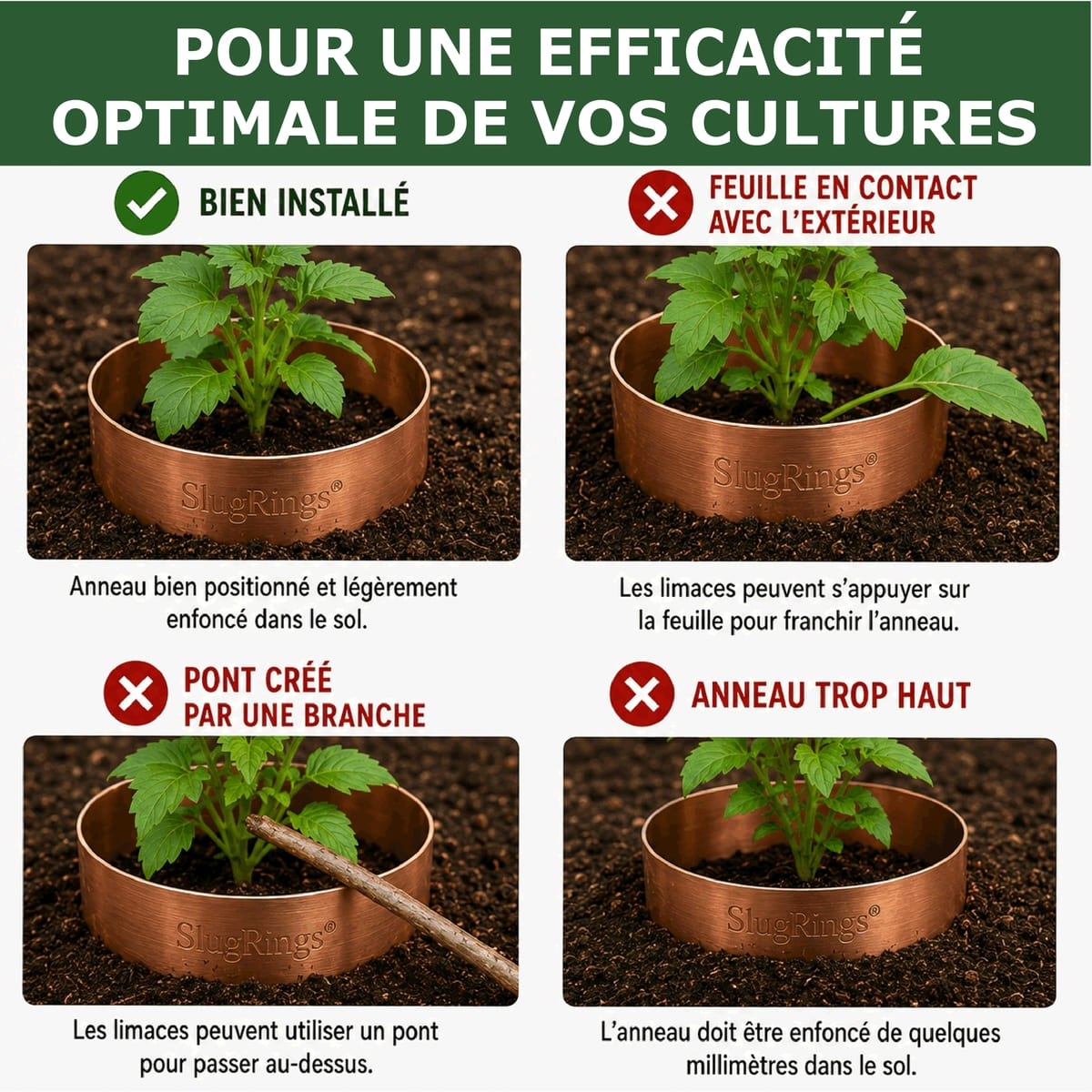 Anneau de Cuivre Anti-Limaces et Escargots SOLU'LIMACES - Conseil
