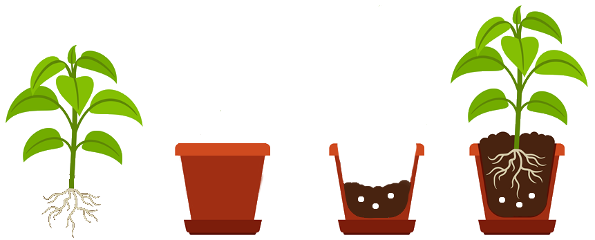 Schéma SoluMycor Pastilles Bio-stimulantes