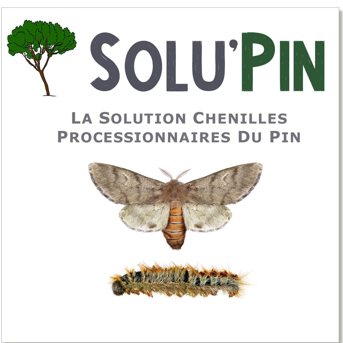 Papillon et chenille SOLU'PIN