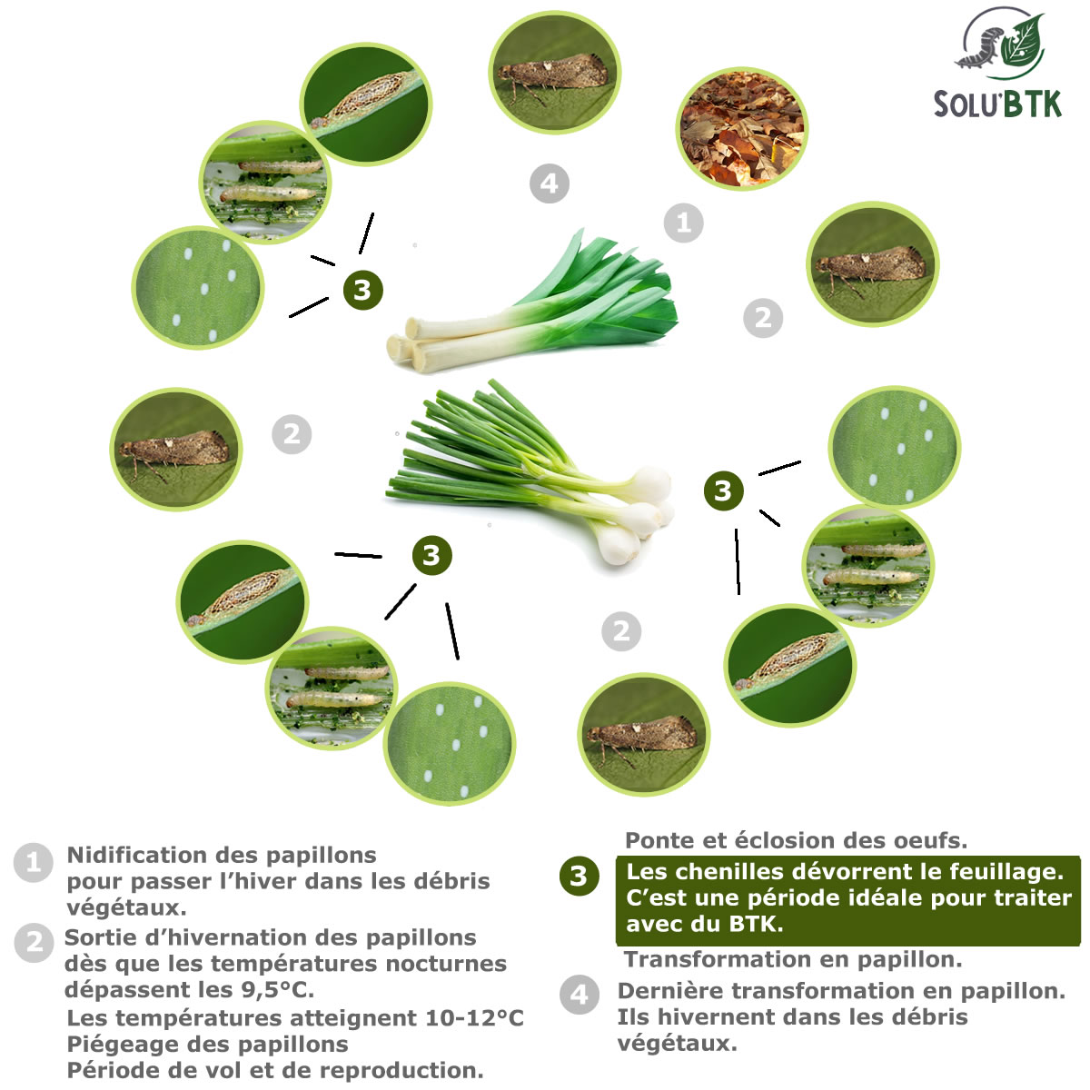 Cycle biologique du ver du poireau