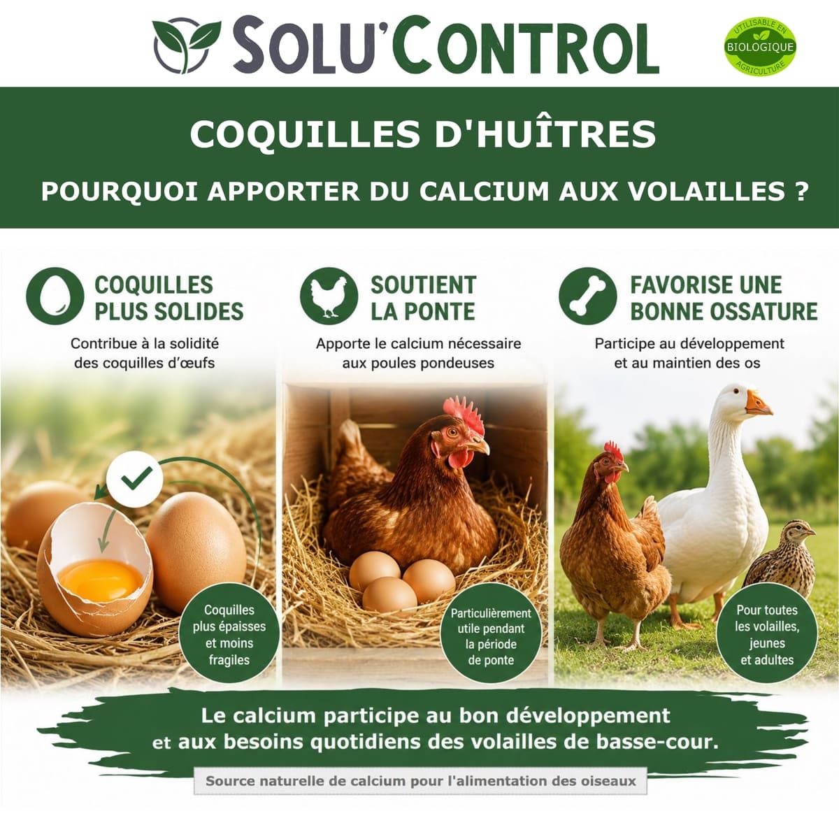 Écailles de Coquilles d'Huîtres Concassées alimentation volailes – SOLU'CONTROL - Calcuim