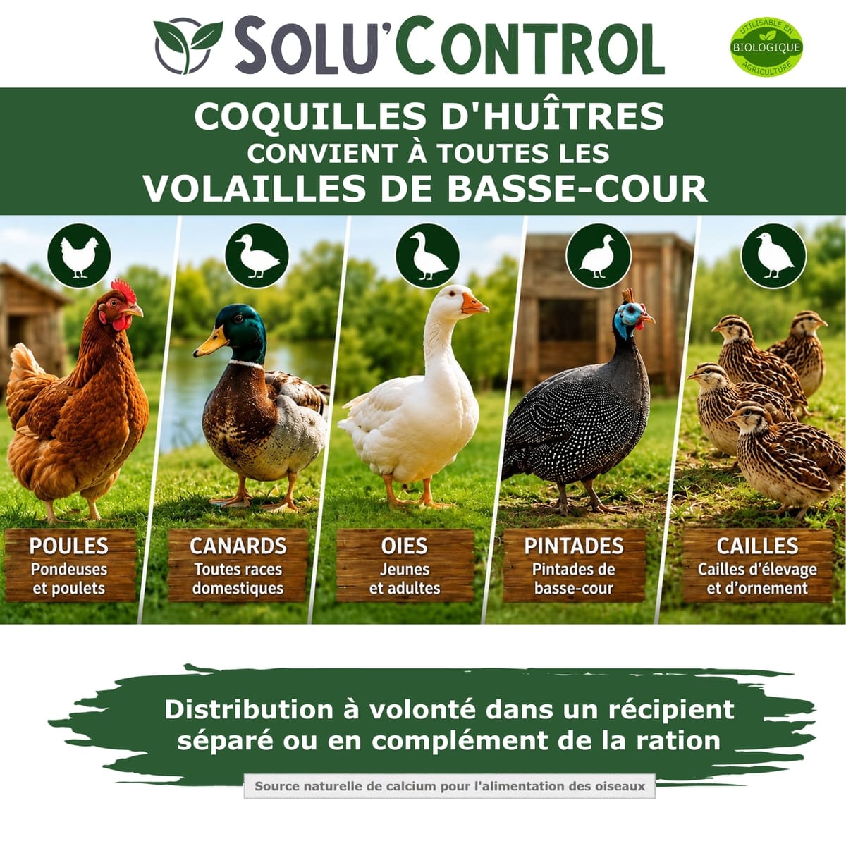 Écailles de Coquilles d'Huîtres Concassées alimentation volailes – SOLU'CONTROL - Usages