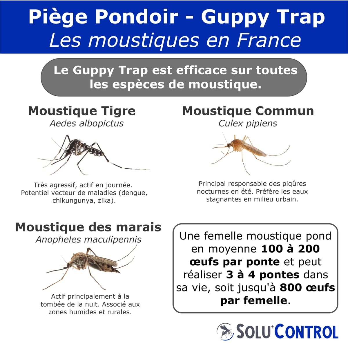 Cibles Guppy Trap - Moustique tigre, commun, des marais...
