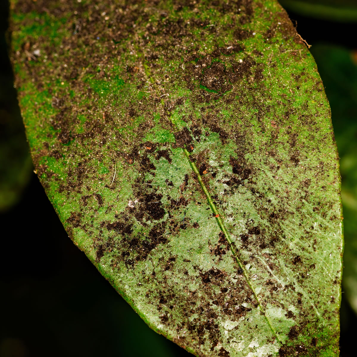 Savon noir naturel nettoyant plante - Solu'Control