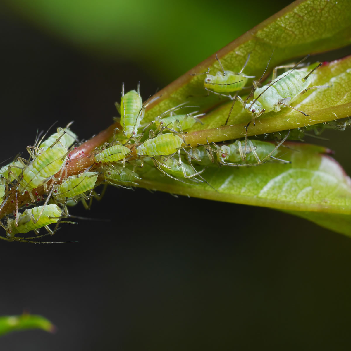 Savon noir naturel contre les pucerons - Solu'Control