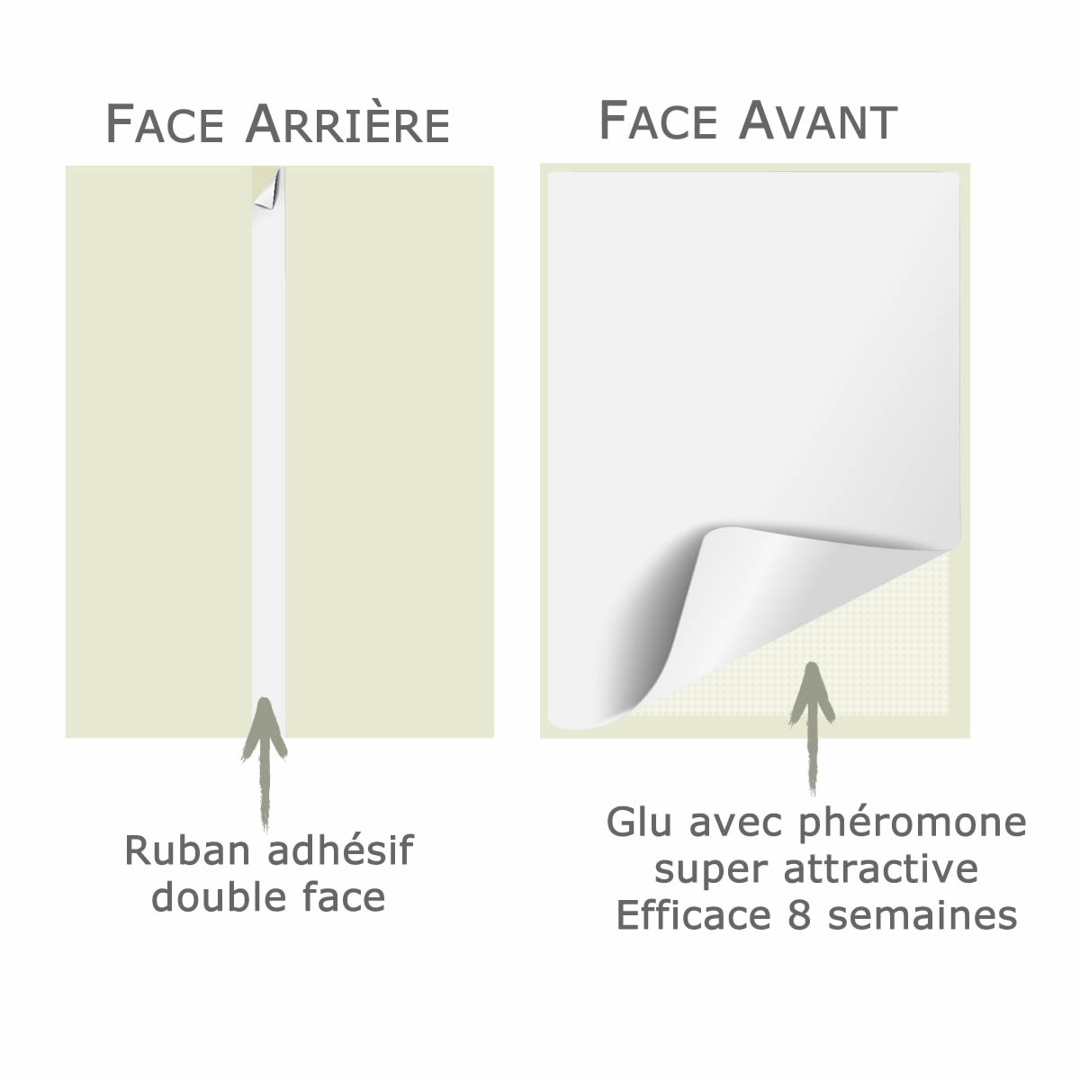 Pièges pour les mites alimentaires