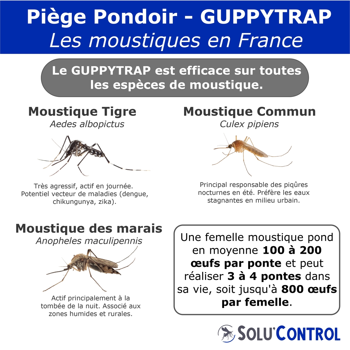 Cibles Guppy Trap - Moustique tigre, commun, des marais...