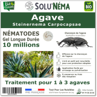 Nématodes SC Agave