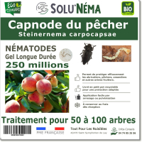 Capnode du pêcher 250 millions
