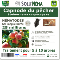 Capnode du pêcher 25 millions