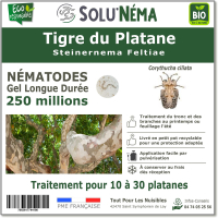 Nematodes-tigre-du-platane-250-millions