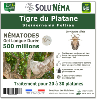 Nematodes-tigre-du-platane-500-millions