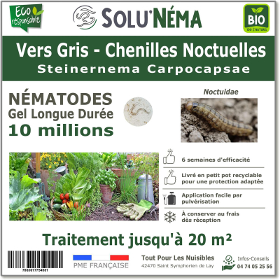 Traitement contre les vers gris avec les nématodes Steinernema Carpocapsae 10 millions SC