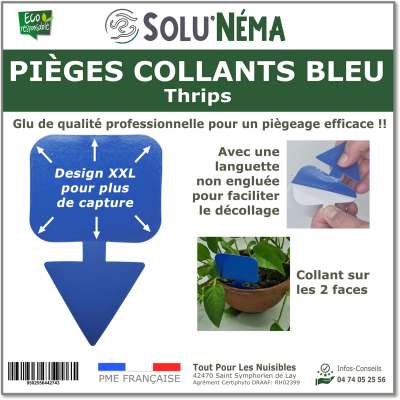 Piège bleu XXL pour thrips